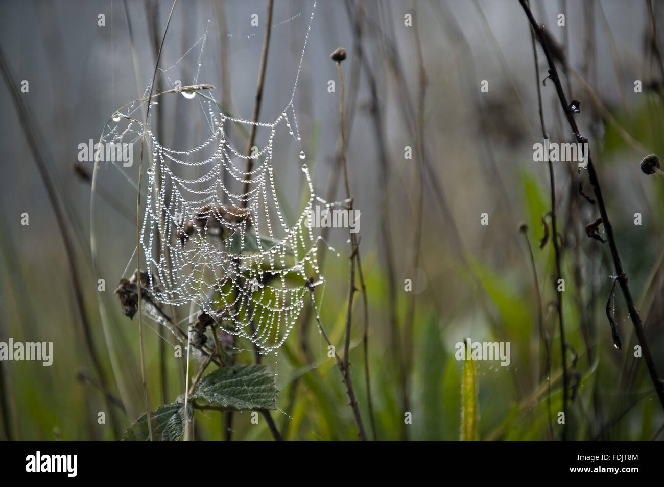 Spiders web jewelled with water droplets at Crom, Co. Fermanagh, Northern Ireland. Stock Photo