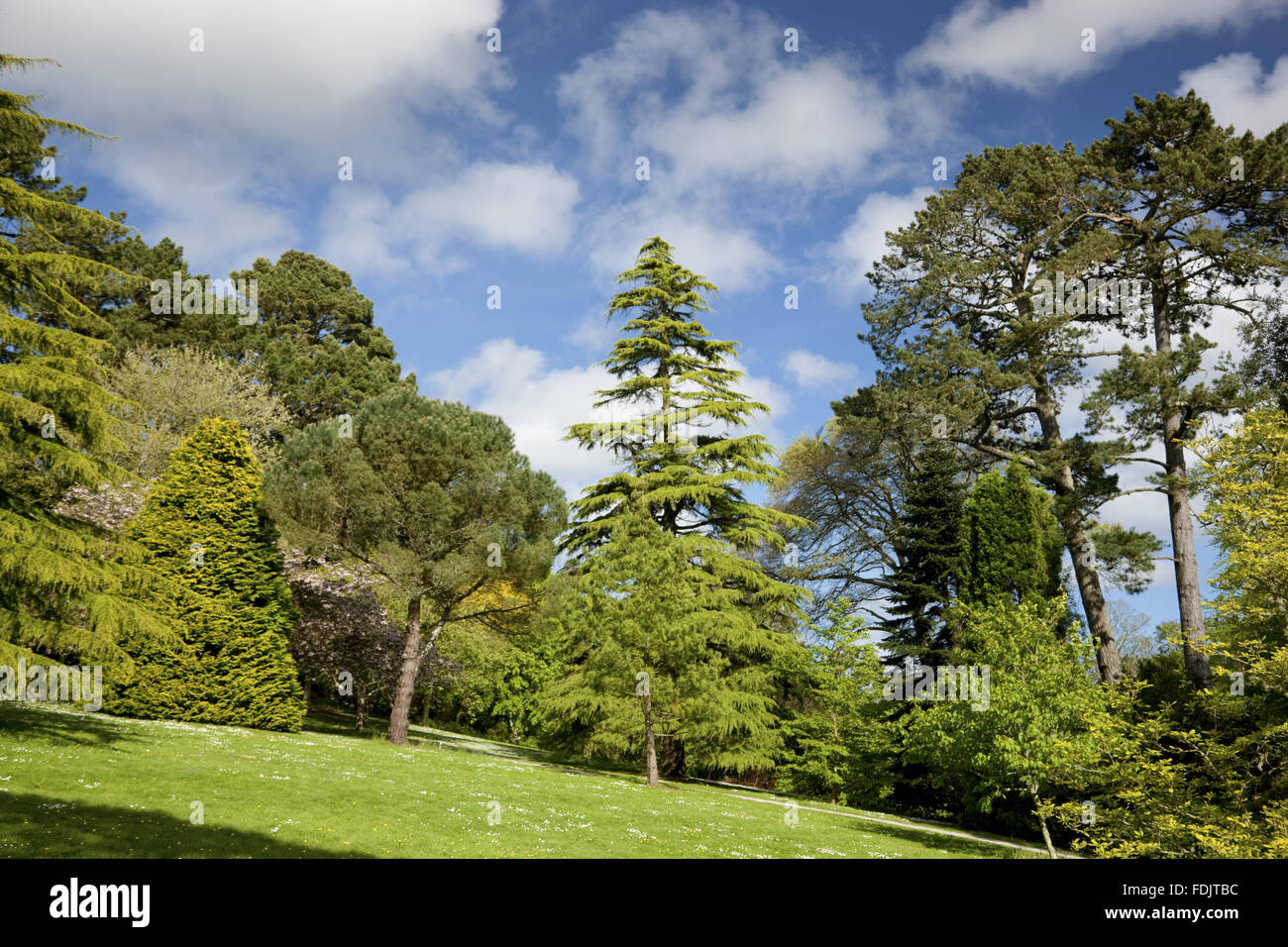 Carcaddon, an area of the garden that was formerly an orchard and and nursery, at Trelissick Garden, Cornwall, in May. Carcaddon is now an area of trees and shrubs. Stock Photo