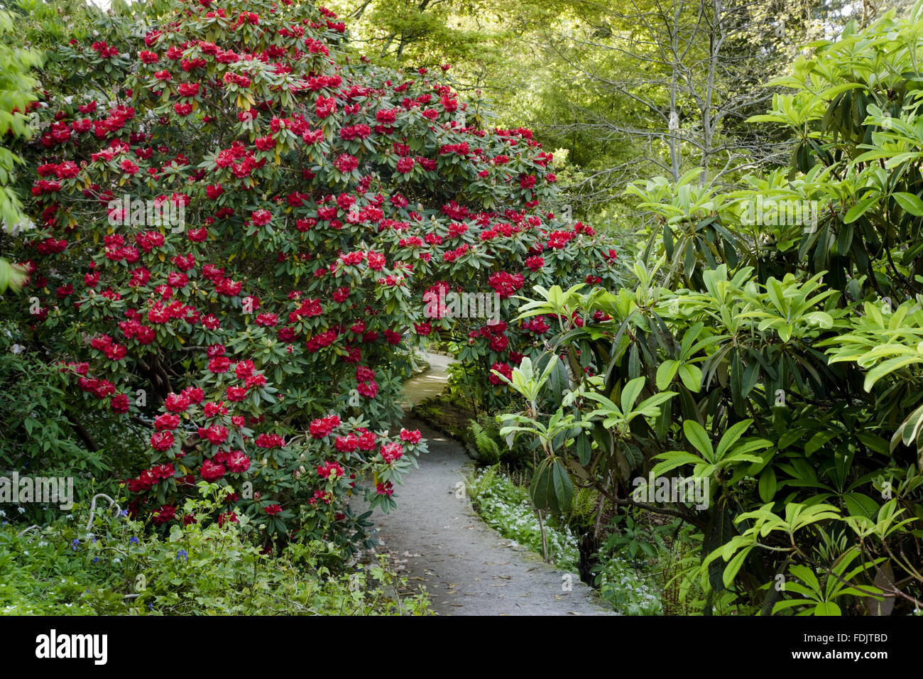 Rhododendron in flower at Trelissick Garden, Cornwall, in May. Stock Photo