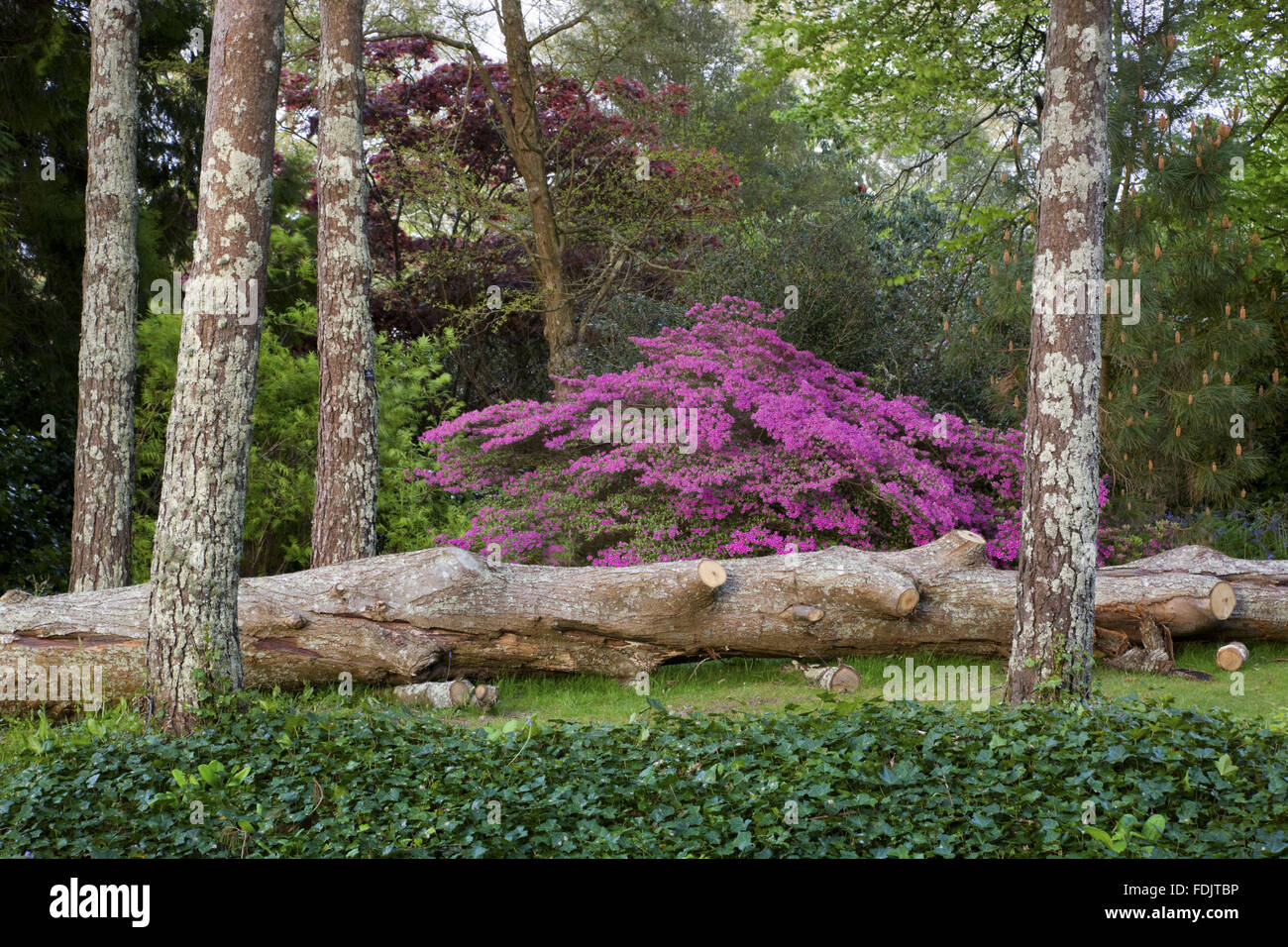 Bright pink azalea in flower in the woodland at Trelissick Garden, Cornwall, in May. Stock Photo
