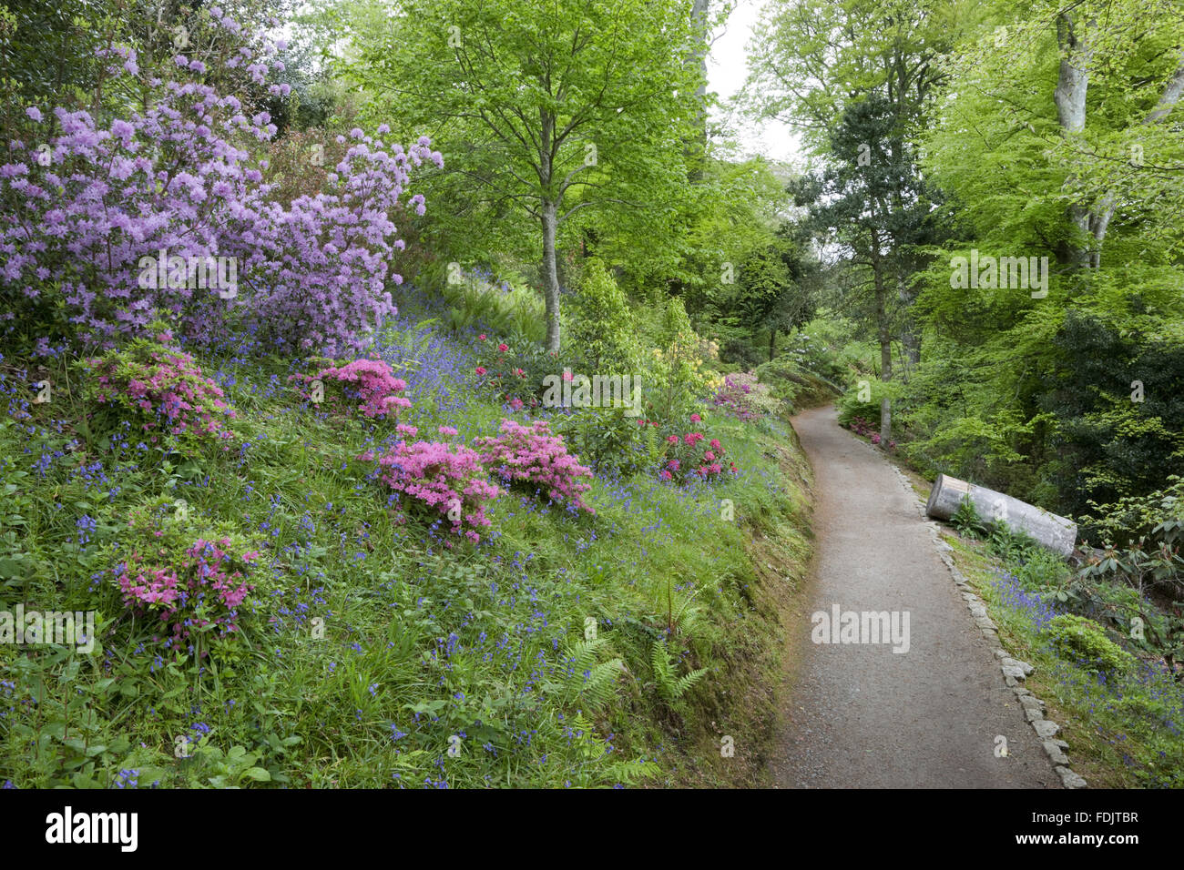 Azaleas in flower along the woodland path at Trelissick Garden, Cornwall, in May. Stock Photo