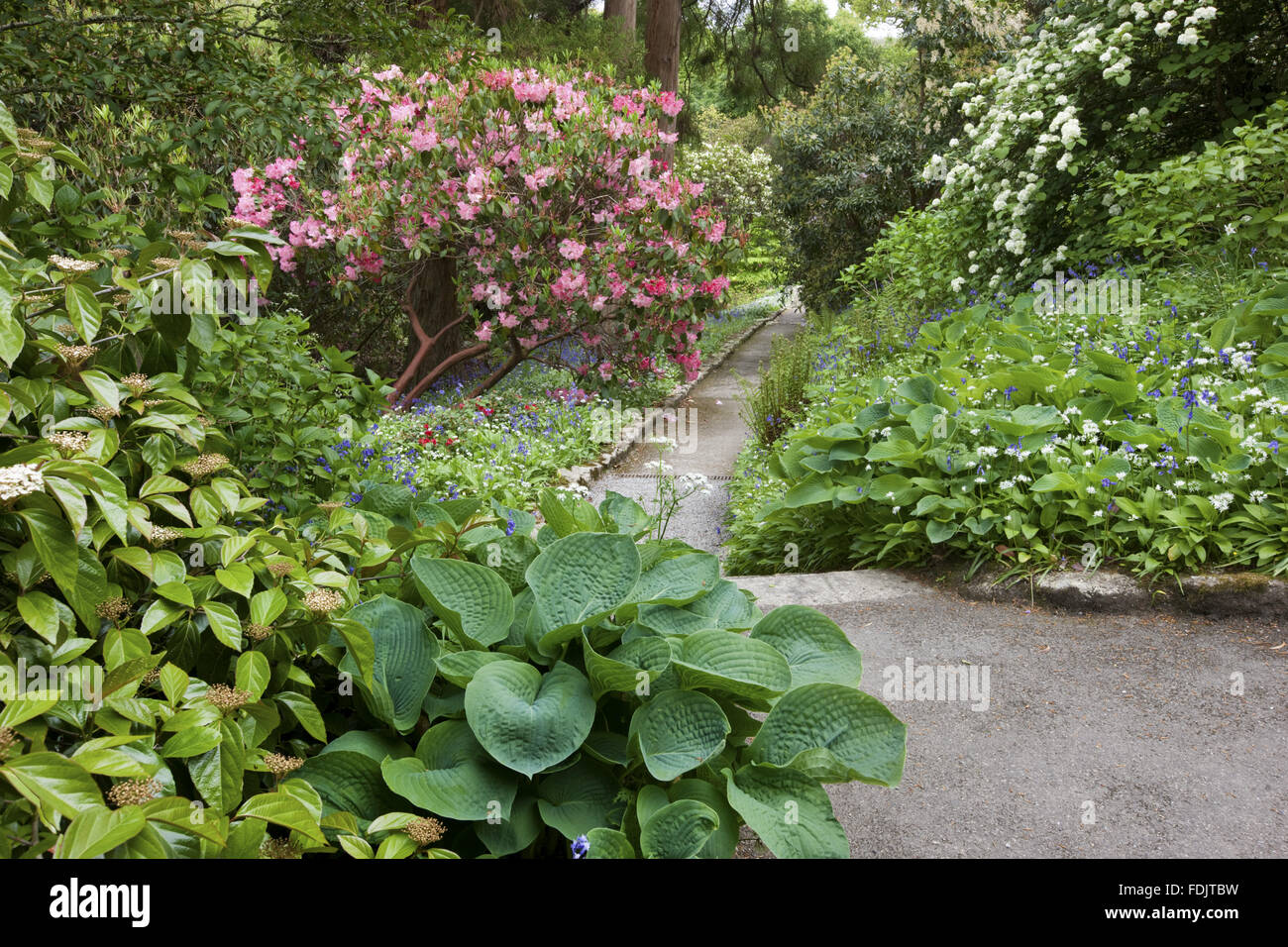 Rhododendron, hostas and bluebells border a path at Trelissick Garden, Cornwall, in May. Stock Photo