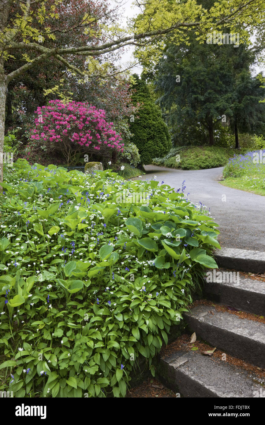 Rhododendron, hostas and bluebells in flower alongside a path and steps at Trelissick Garden, Cornwall, in May. Stock Photo