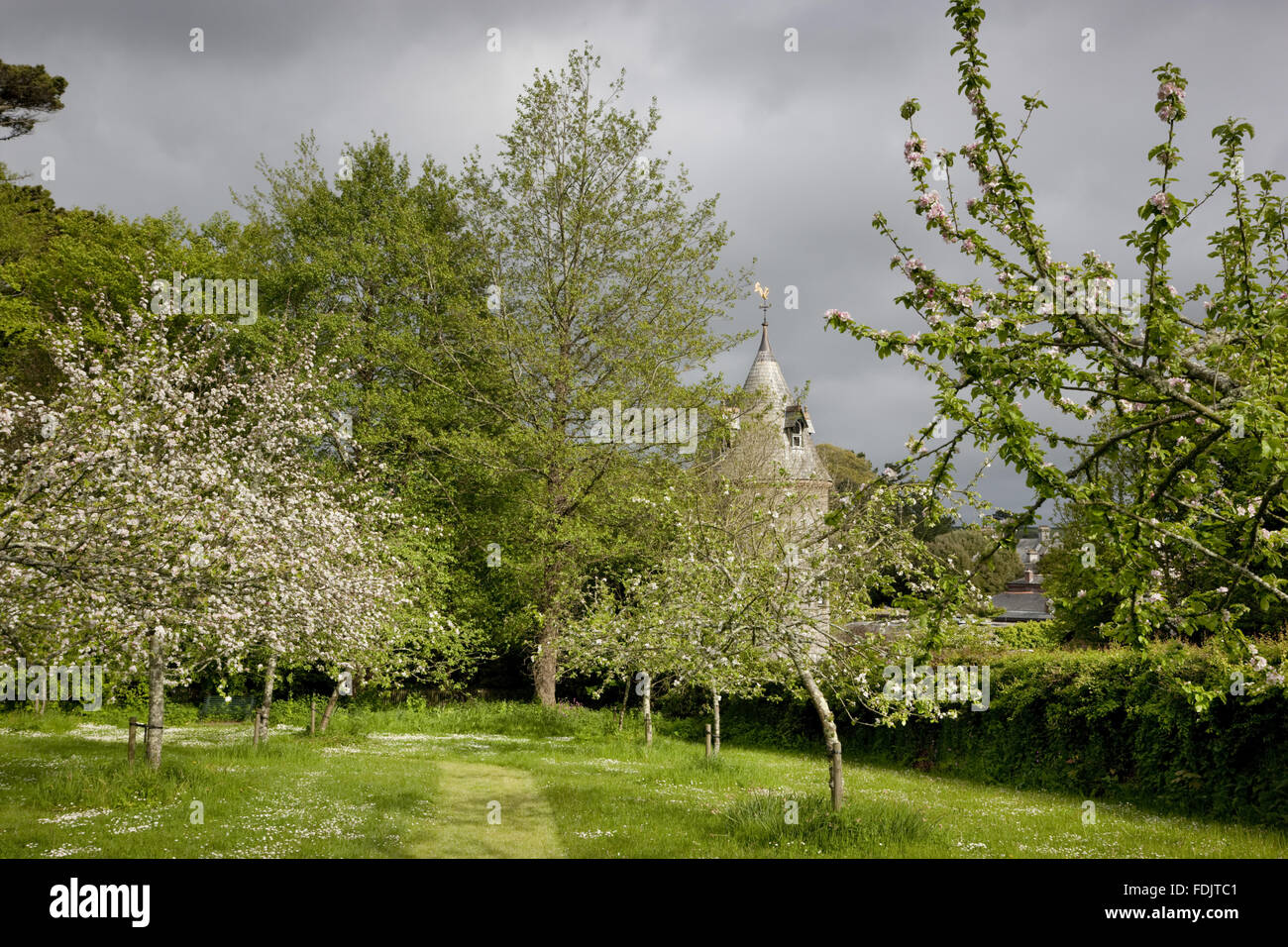 The Orchard with fruit trees in blossom at Trelissick Garden, Cornwall, in May. Stock Photo