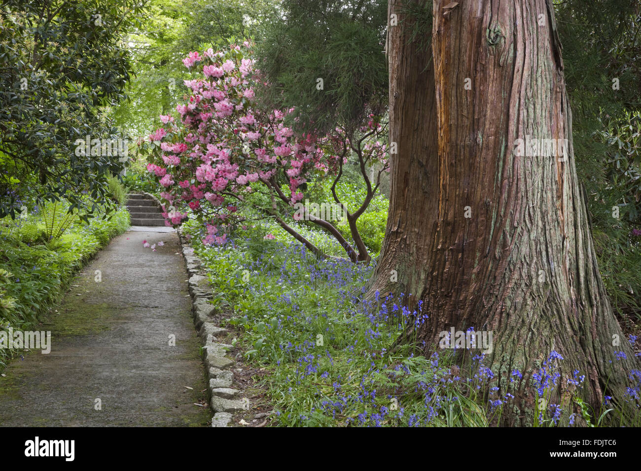 Woodland walk with azaleas and bluebells bordering the path at Trelissick Garden, Cornwall, in May. Stock Photo
