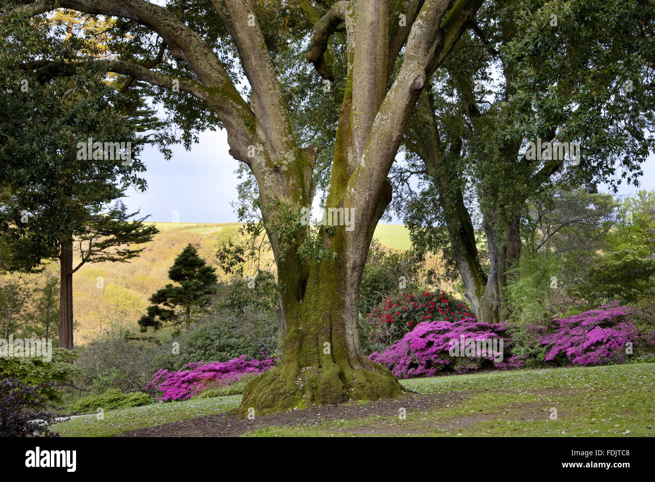 Rhododendrons and azaleas at Trelissick Garden, Cornwall, in May. Stock Photo