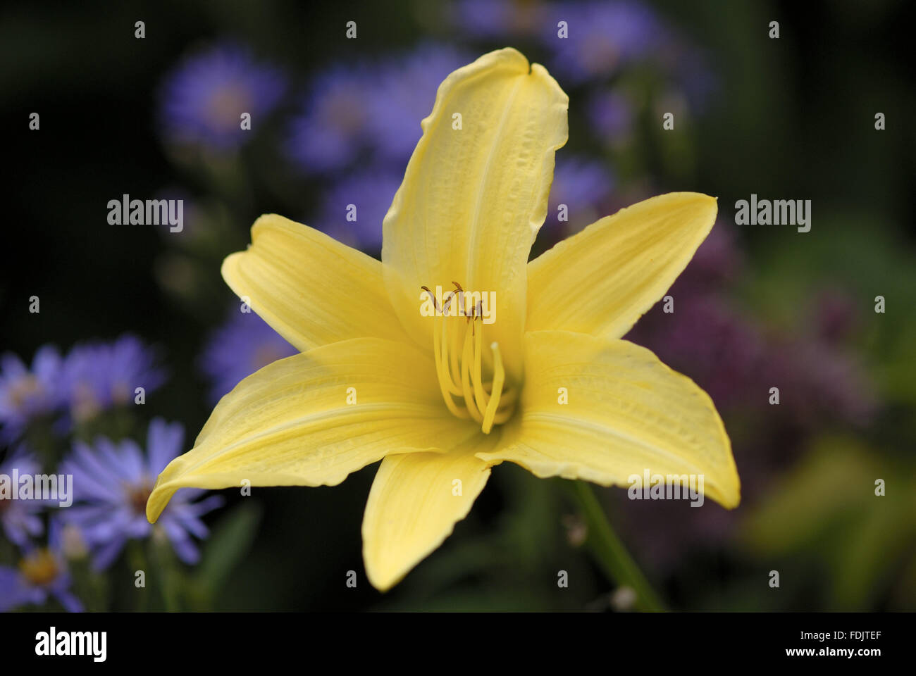 Yellow Hemerocallis (Day-lily) flower against a contrasting purple planting in the garden in August at Sizergh Castle, Cumbria. Stock Photo