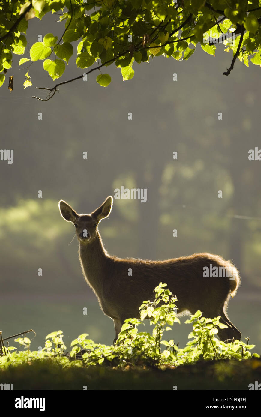 Red deer at Fountains Abbey, North Yorkshire Stock Photo Alamy