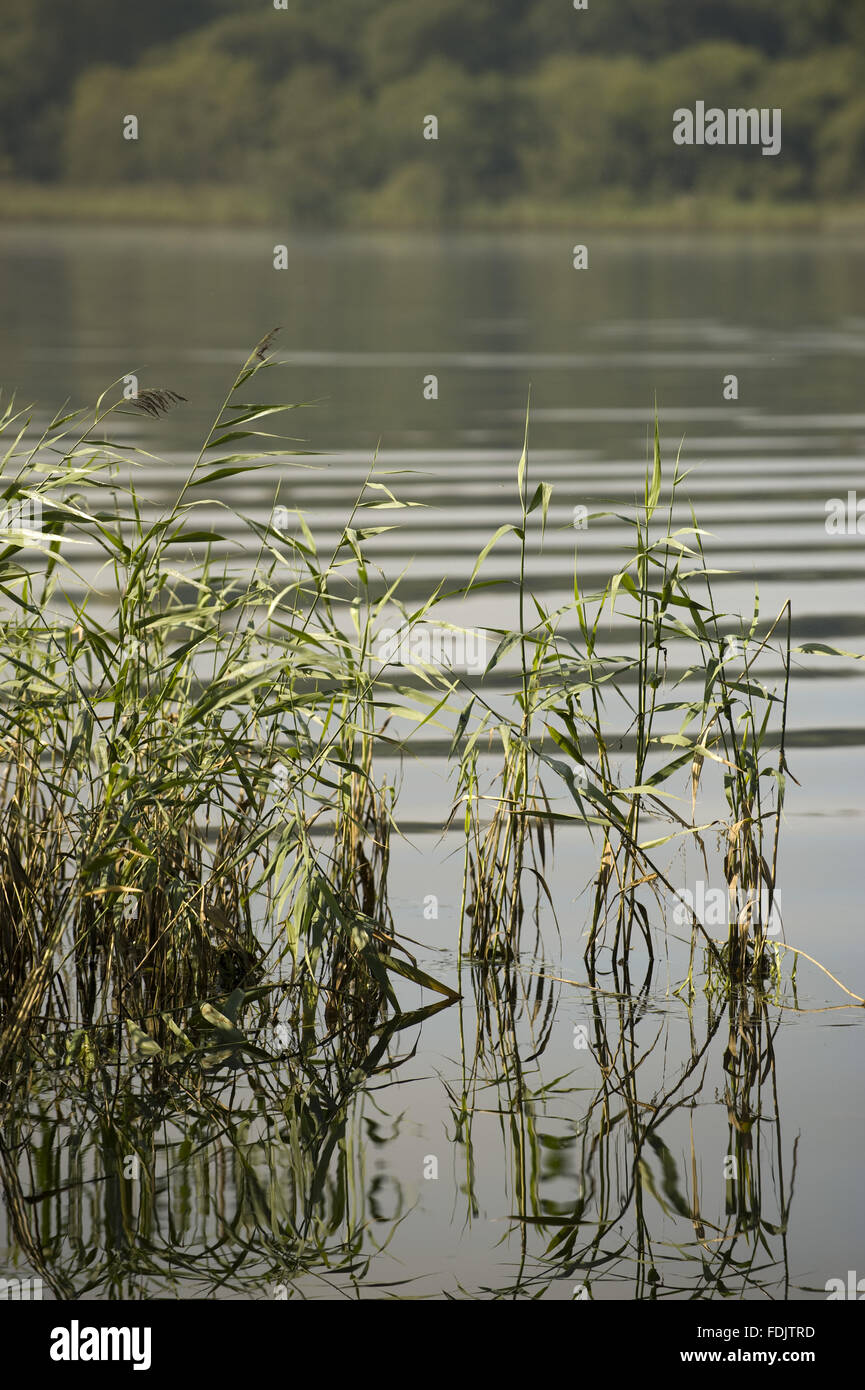 Reeds in the waters of Lough Erne at Crom, Co. Fermanagh, Northern Ireland. Stock Photo