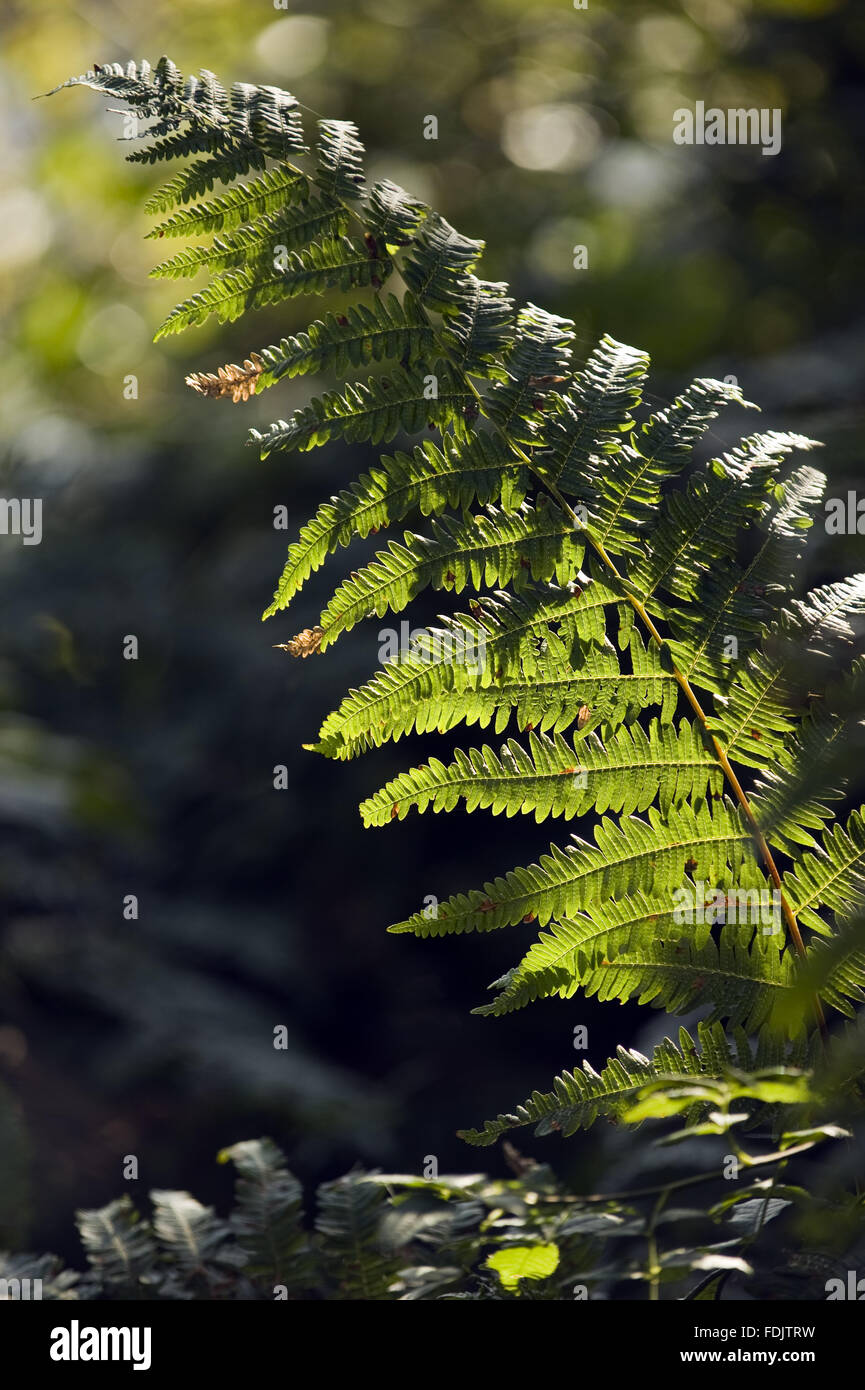 Close view of a fern in September at Crom, Co. Fermanagh, Northern Ireland. Stock Photo