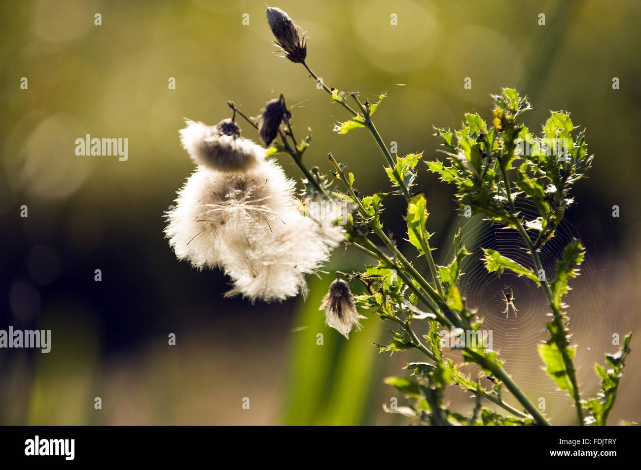 Weed seedheads in September at Crom, Co. Fermanagh, Northern Ireland. Stock Photo