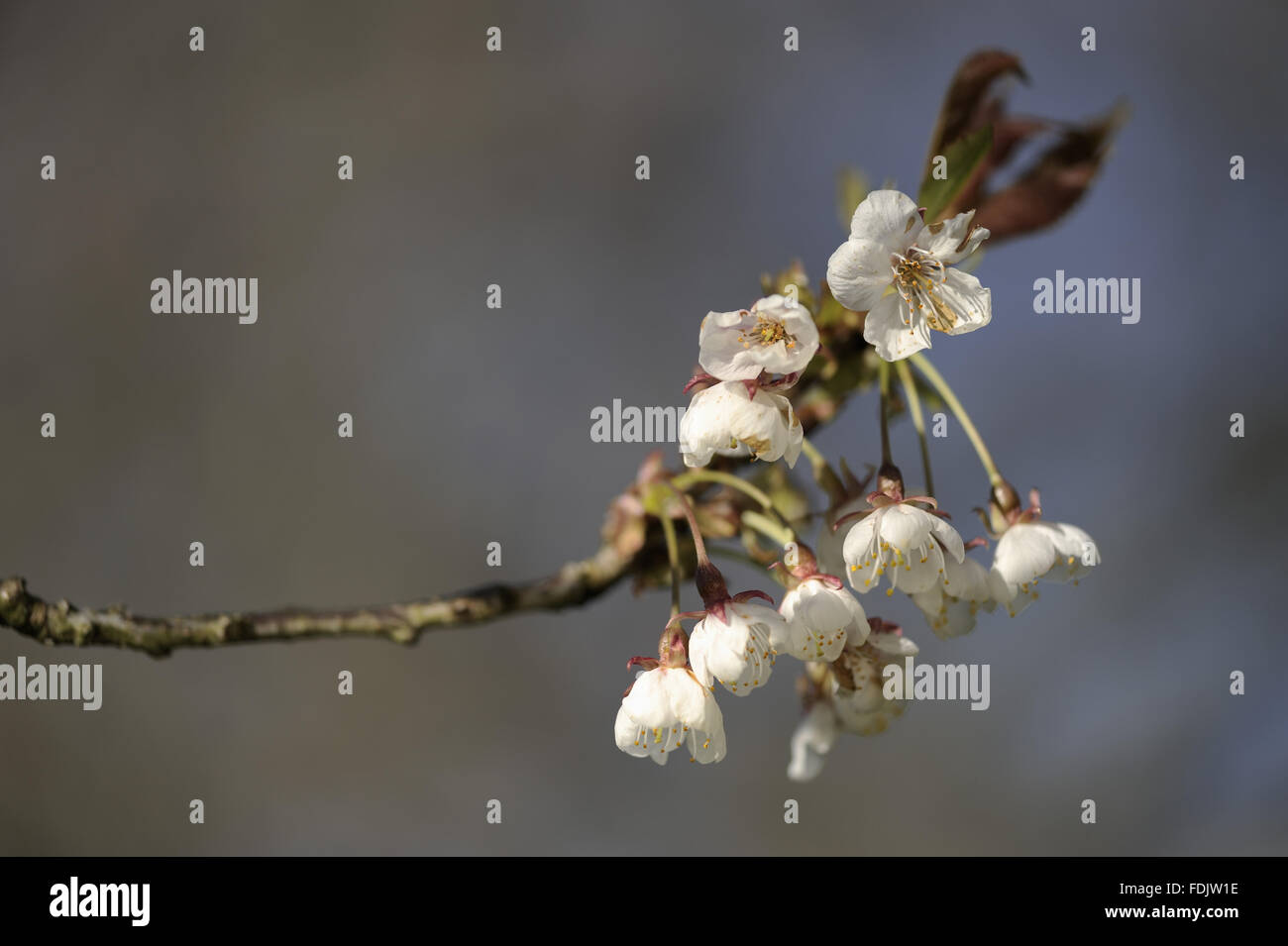 Cherry blossom in April in Bohetherick orchard, near Cotehele Quay, Cornwall. Stock Photo