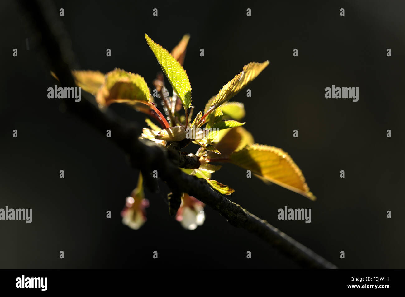 New foliage and blossom on a cherry tree in April in Bohetherick orchard, near Cotehele Quay, Cornwall. Stock Photo