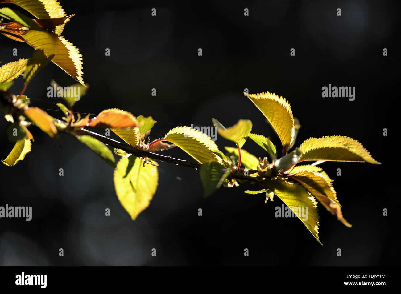New foliage on a cherry tree in April in Bohetherick orchard, near Cotehele Quay, Cornwall. Stock Photo