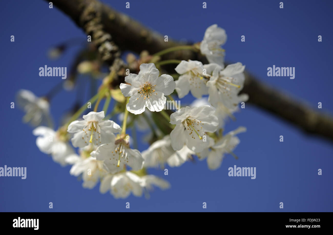 Cherry blossom in April in Bohetherick orchard, near Cotehele Quay, Cornwall. Stock Photo