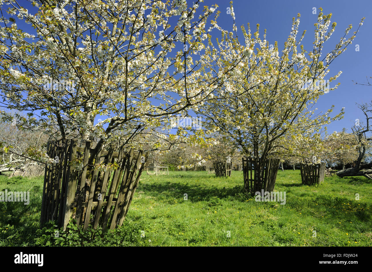 Cherry trees in  blossom in April in Bohetherick orchard, near Cotehele Quay, Cornwall. Bohetherick is one of the few remaining cherry orchards in the Tamar Valley. Stock Photo