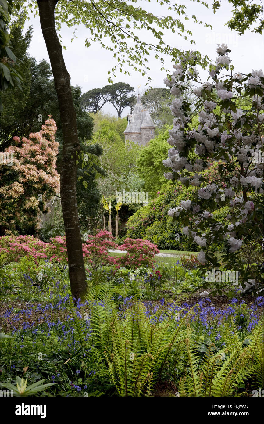 A view towards the Water Tower with ferns, rhododendrons, azaleas and bluebells at Trelissick Garden, Cornwall, in May. Stock Photo