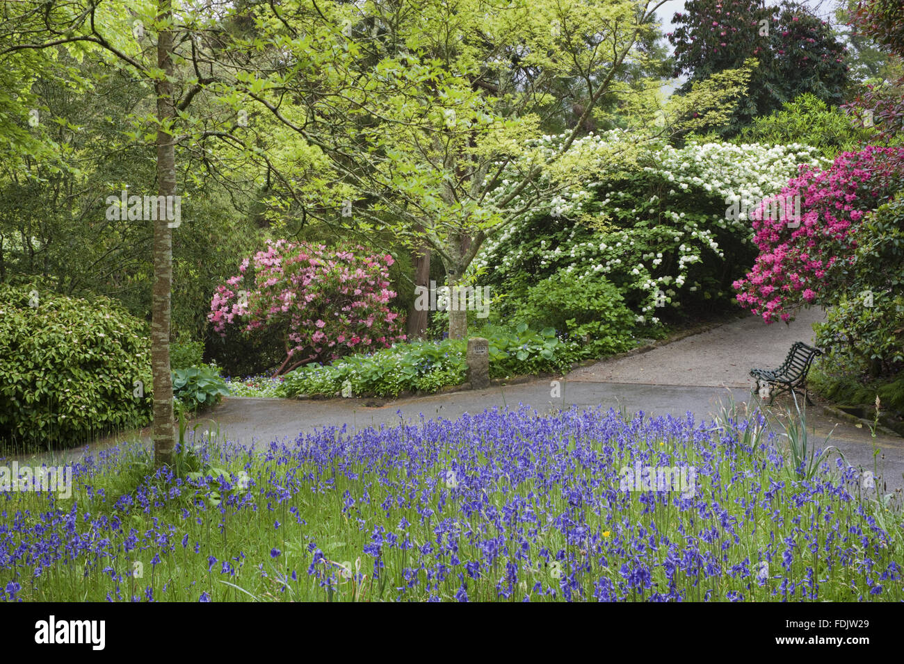 Rhododendrons, azaleas and bluebells in flower at Trelissick Garden, Cornwall, in May. Stock Photo