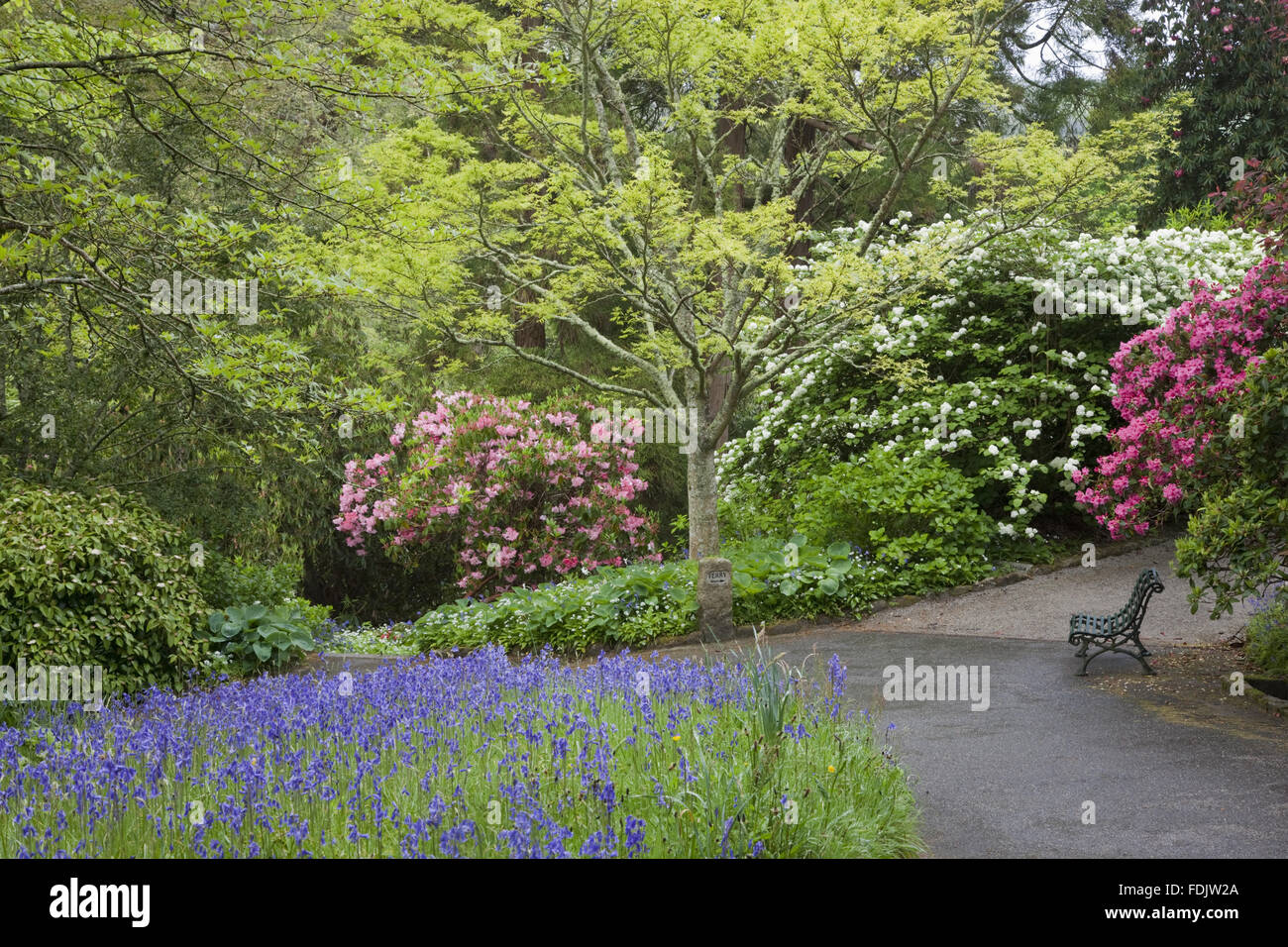 Rhododendrons, azaleas and bluebells in flower at Trelissick Garden, Cornwall, in May. Stock Photo