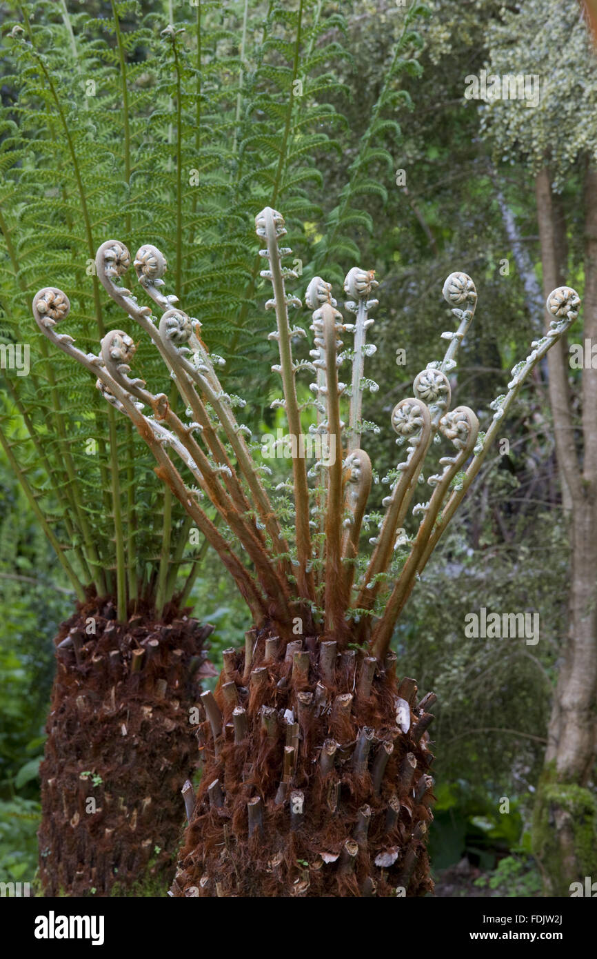 Emerging fronds of the tree fern (Dicksonia antarctica) at Trelissick Garden, Cornwall, in May. Stock Photo