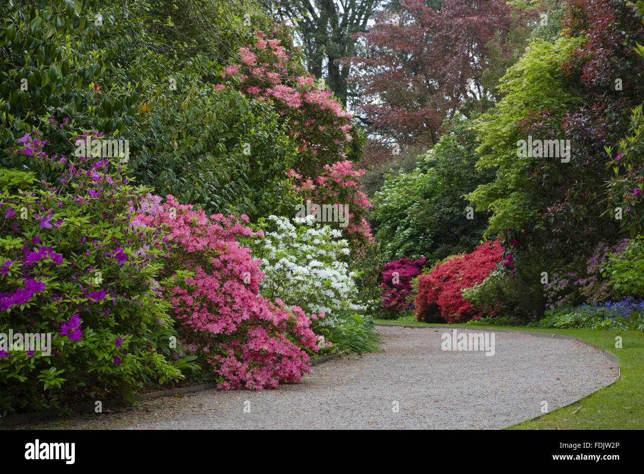 The Shaded Walk with massed rhododendrons at Trelissick Garden, Cornwall, in May. Stock Photo