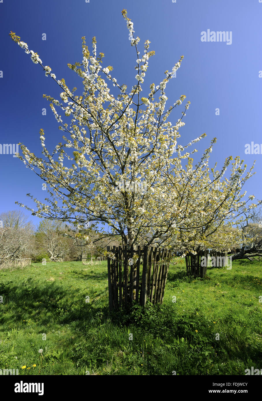 Cherry trees in  blossom in April in Bohetherick orchard, near Cotehele Quay, Cornwall. Bohetherick is one of the few remaining cherry orchards in the Tamar Valley. Stock Photo