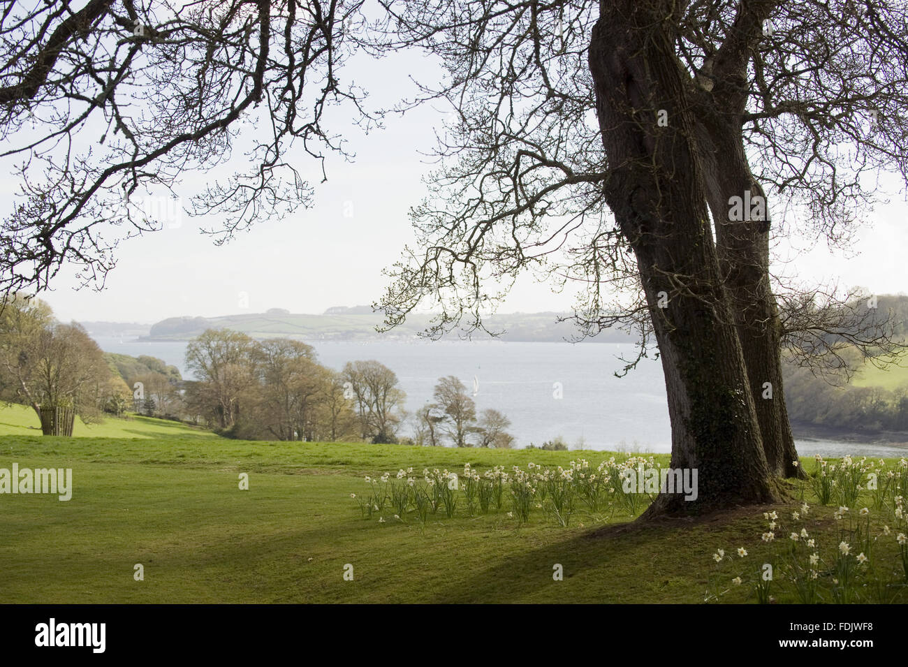 The view over the River Fal to the sea from Trelissick Garden, Cornwall, in April. Stock Photo