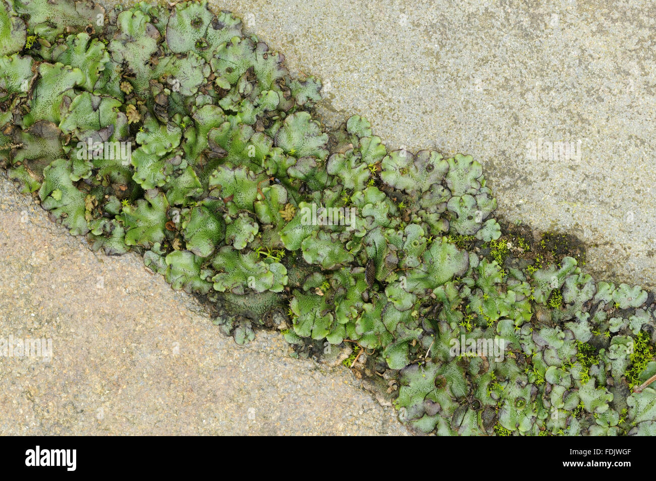 Liverwort, possibly (Pellia epiphylla), growing between paving at Coleton Fishacre, South Devon, UK. Stock Photo