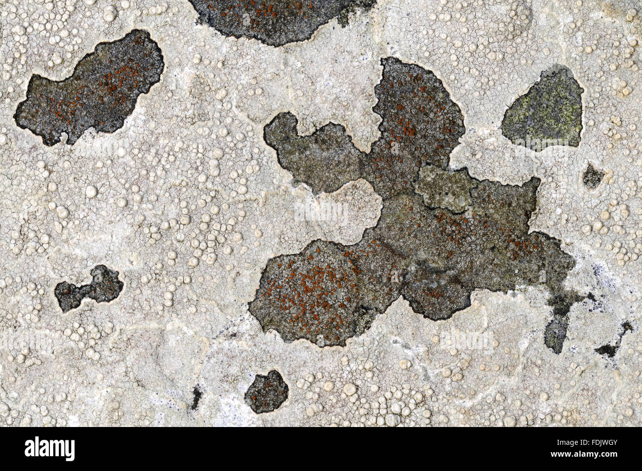 Crab'seye lichen (Ochrolechia parella) on a wall at Coleton Fishacre