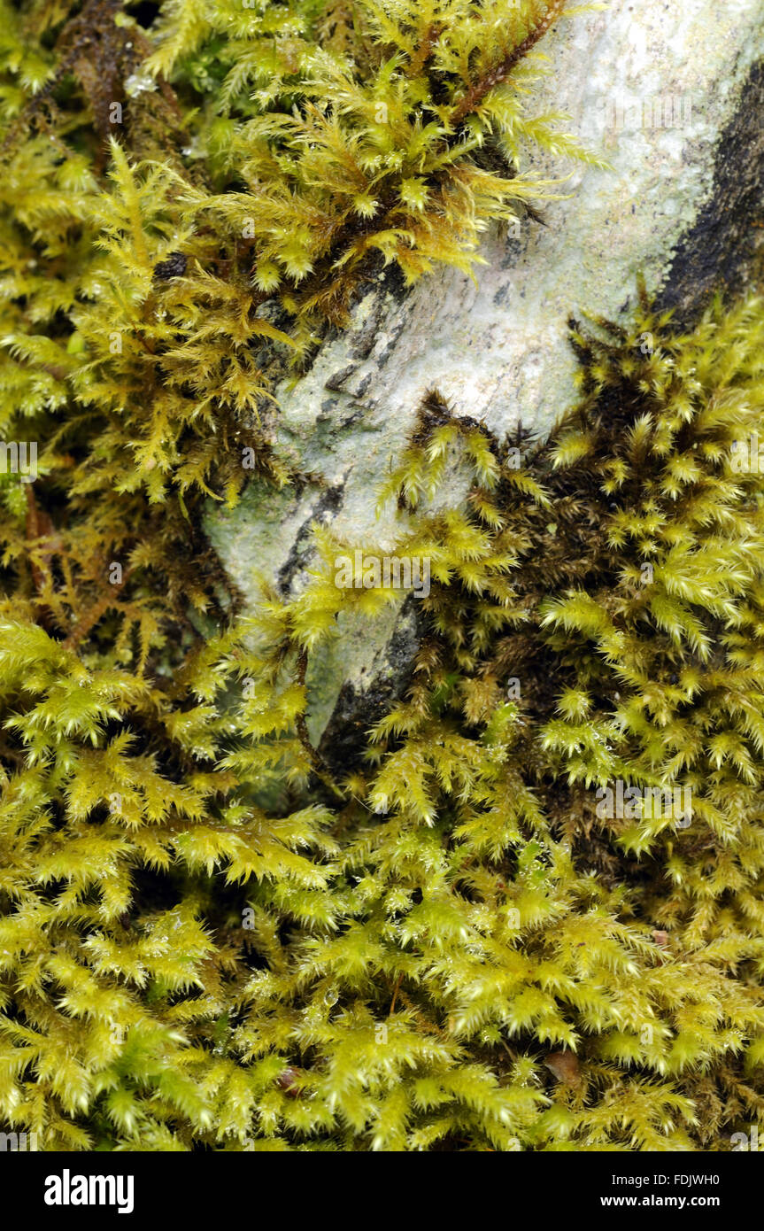 Moss, possibly (Brachythecium rutabulum)  growing on wall at Coleton Fishacre, South Devon, UK. Stock Photo