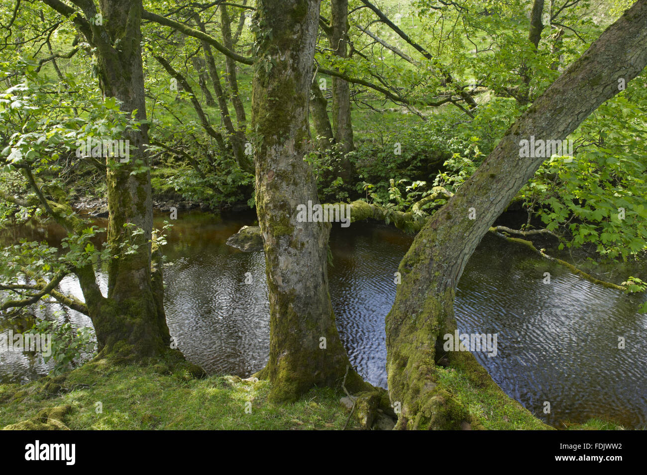The River Wharfe in Langstrothdale, Yorkshire Dales, North Yorkshire. Stock Photo