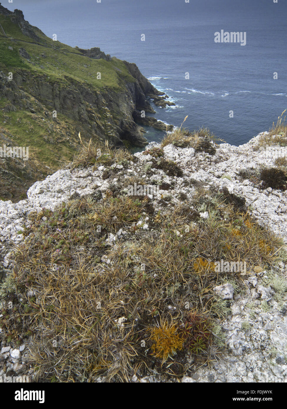 Golden hair lichen (Teloschistes flavicans) growing on the western side of Lundy which has more of this species than anywhere else in the UK. Lundy, 18 kilometres off the north Devon coast, is owned by The National Trust, but is financed, administered and Stock Photo
