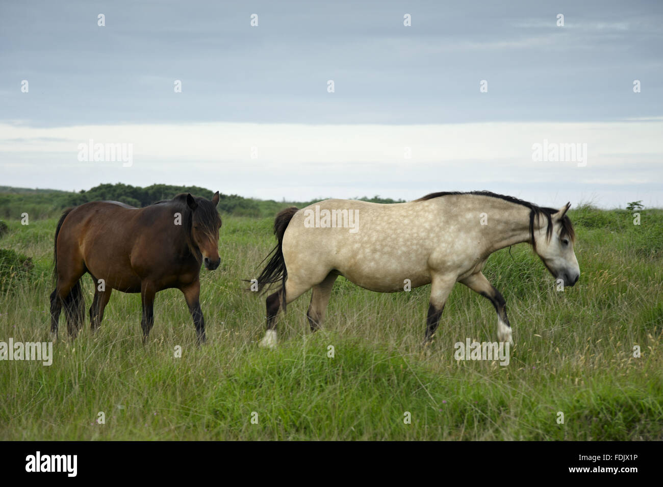 Wild ponies on Lundy Island. Lundy, 18 kilometres off the north Devon coast, is owned by The National Trust, but is financed, administered and maintained by the Landmark Trust. Stock Photo