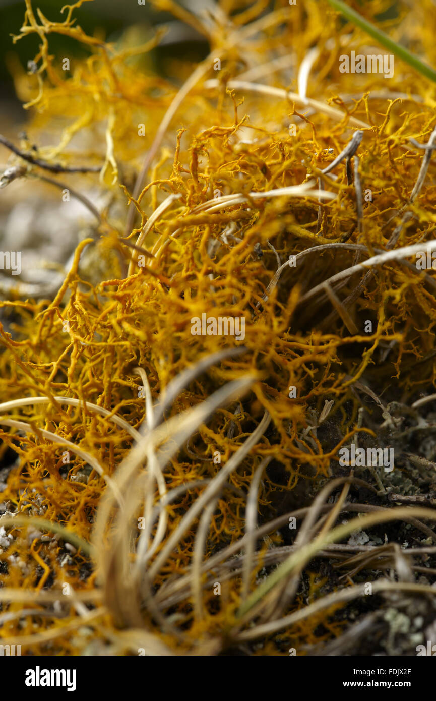 Golden hair lichen (Teloschistes flavicans) growing on the western side of Lundy which has more of this species than anywhere else in the UK. Lundy, 18 kilometres off the north Devon coast, is owned by The National Trust, but is financed, administered and Stock Photo