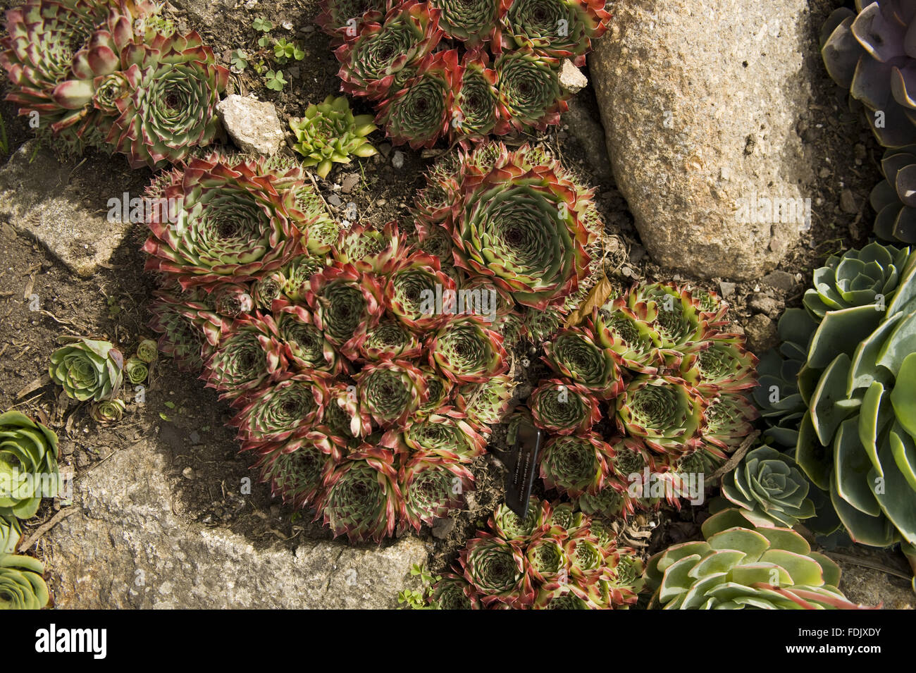 Wild Succulent Uk Stock Photos & Wild Succulent Uk Stock Images Alamy