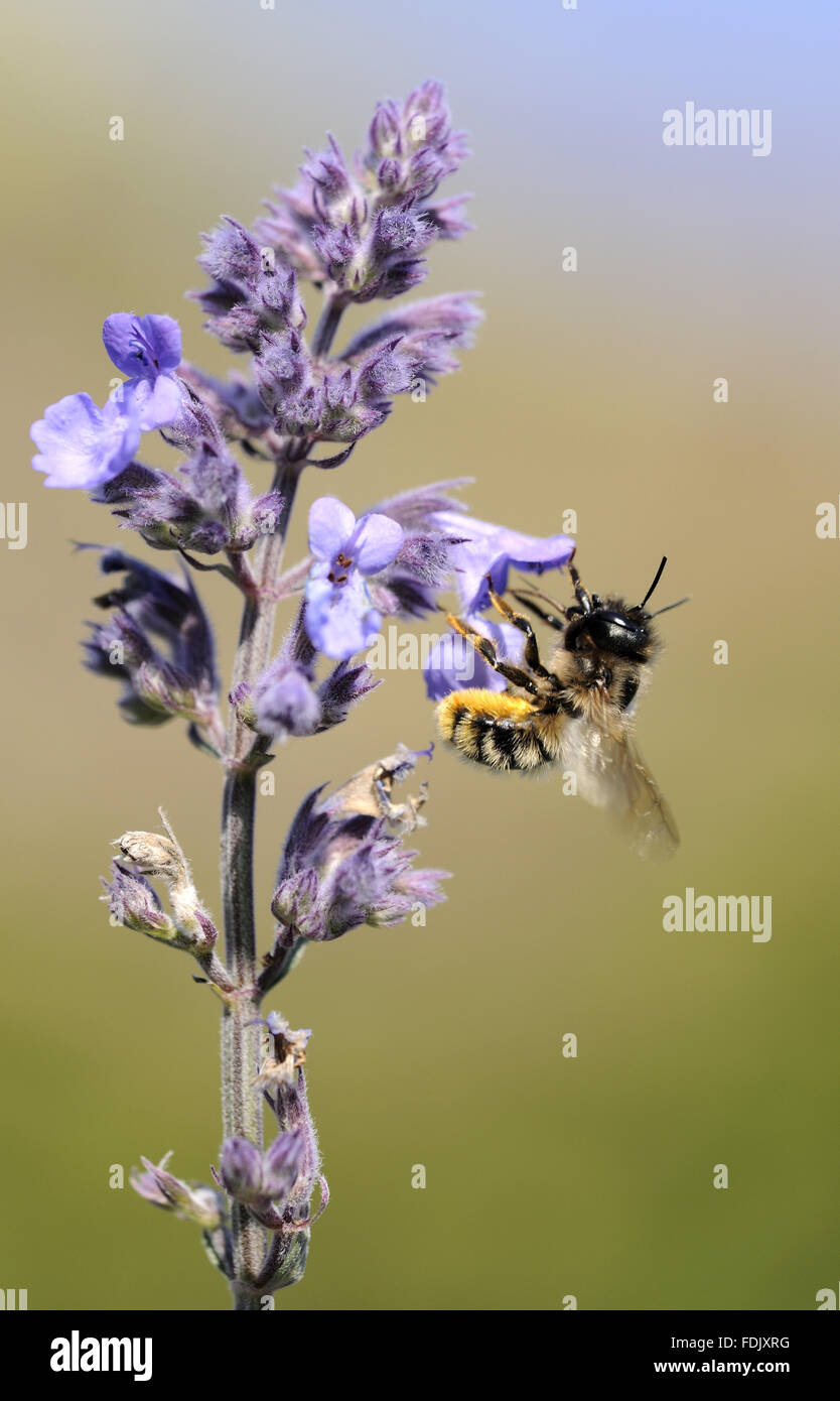 Nectar rich species hi-res stock photography and images - Alamy