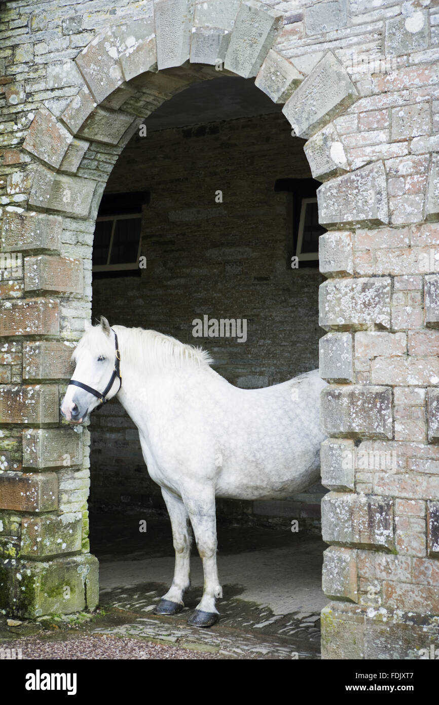 Stableyard Horse in the stableyard at Arlington Court, Devon. Horses are kept to ...