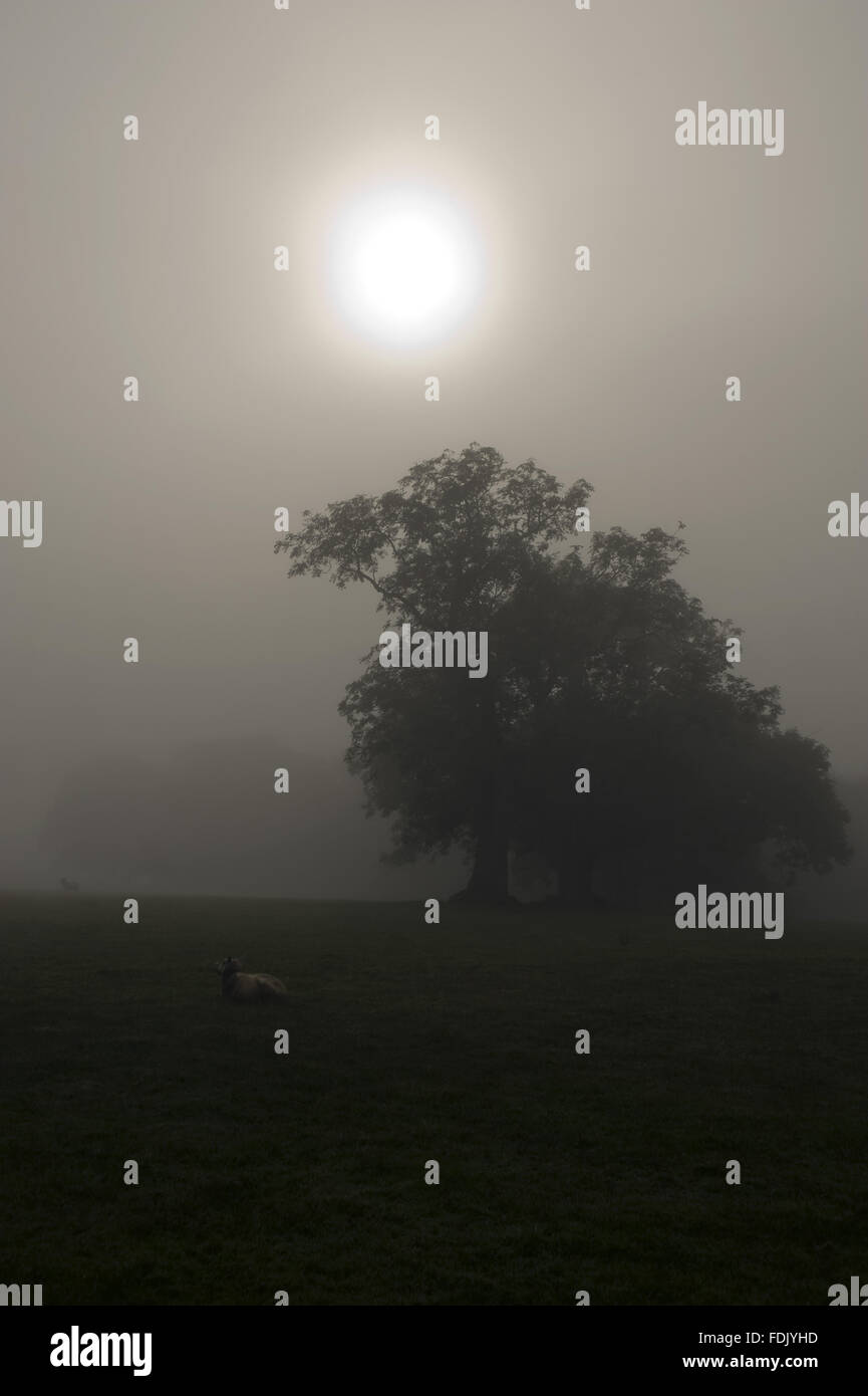 Sheep in a misty landscape at Crom, Co. Fermanagh, Northern Ireland. Stock Photo