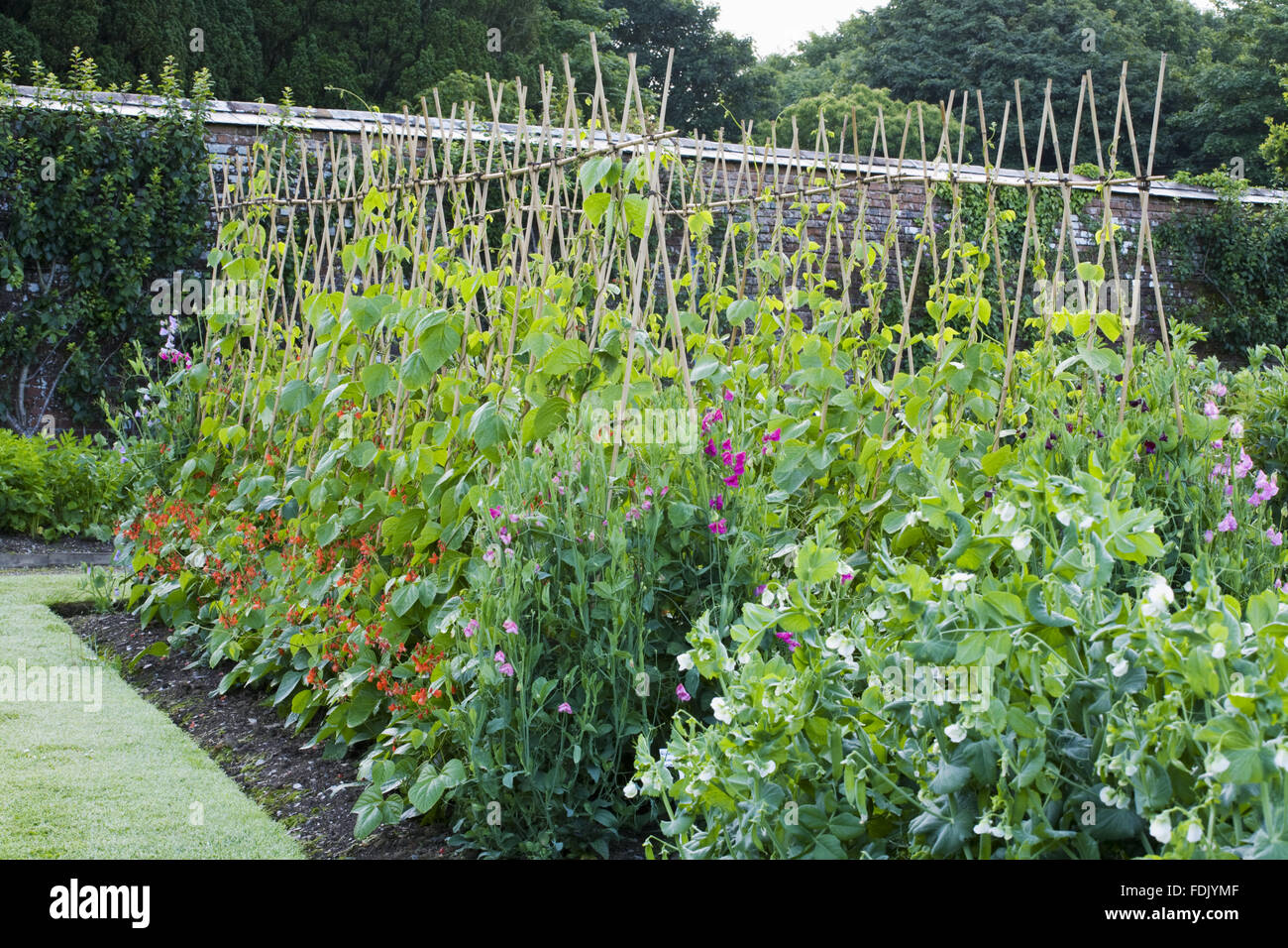 Runner beans on their cane supports in the kitchen garden in July at