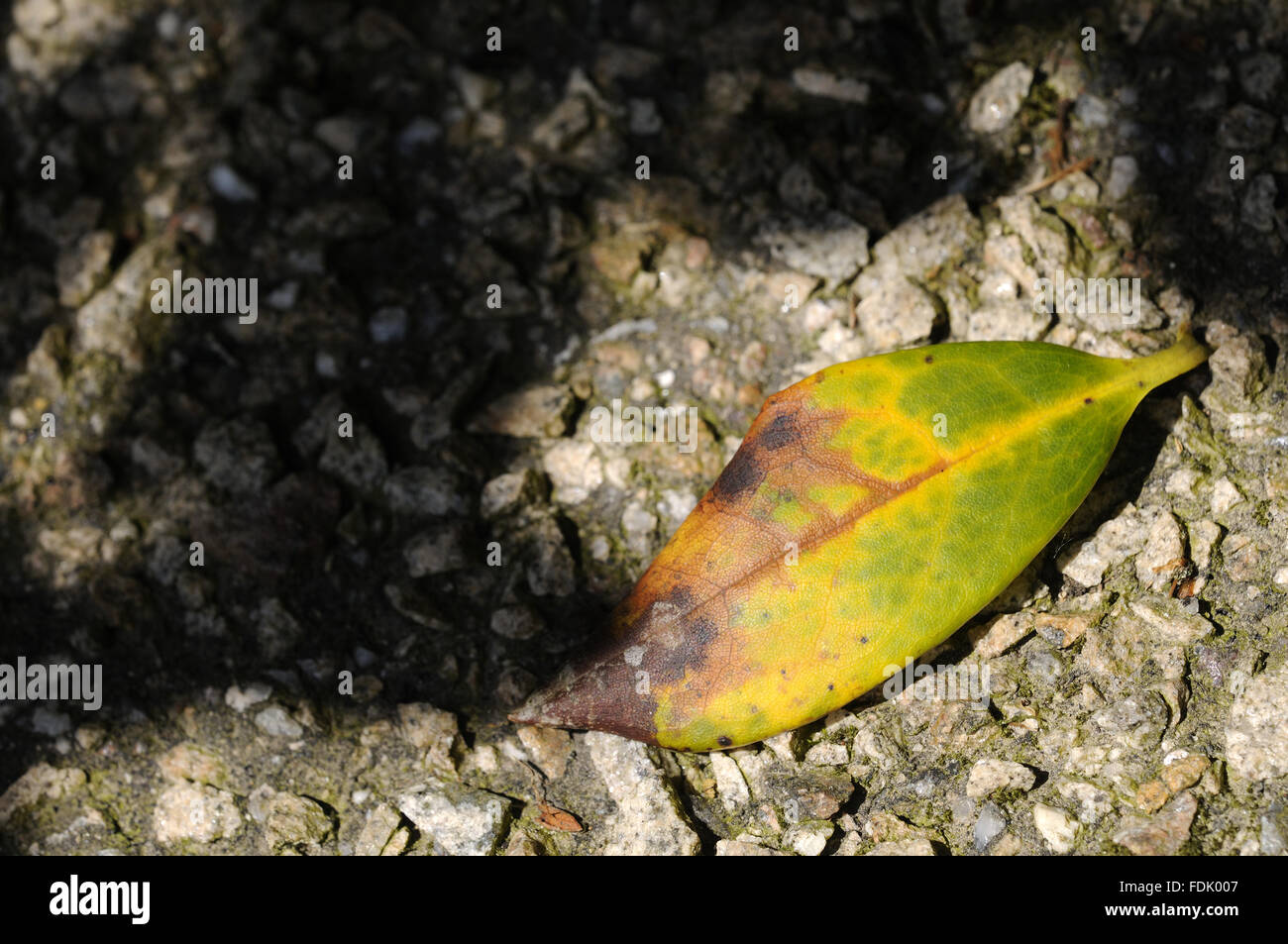 Signs of the fungal disease, Phytophthora ramorum - also known as Sudden  Oak Death on rhododendron at Trengwainton Garden, near Penzance, Cornwall.  The fungus was believed to have been brought over from