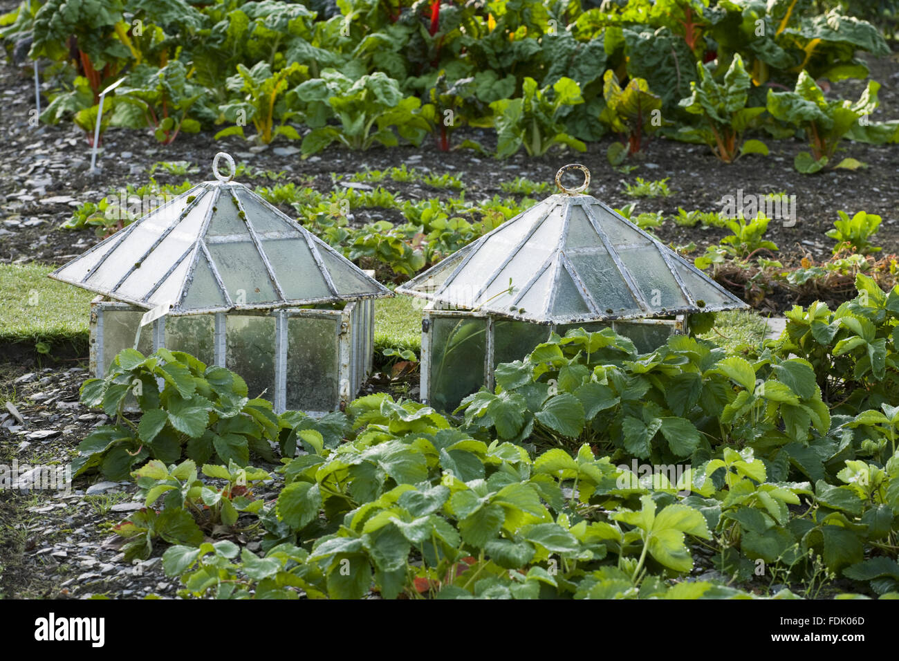 Traditional glass cloches over vegetables in the kitchen garden in July