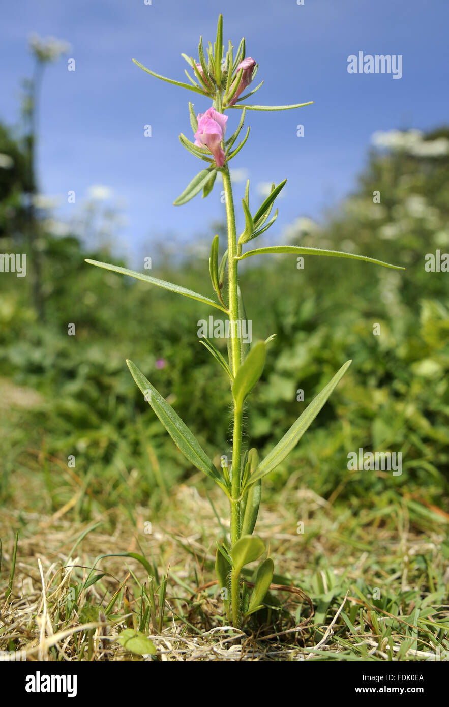 Lesser Snapdragon is an arable plant/weed, native of disturbed ground and farmland. The small pink flower resembles a miniature snapdragon and are followed by a hairy green fruit which is said to resemble a weasel's snout. Also known as 'weasel's snout' o Stock Photo