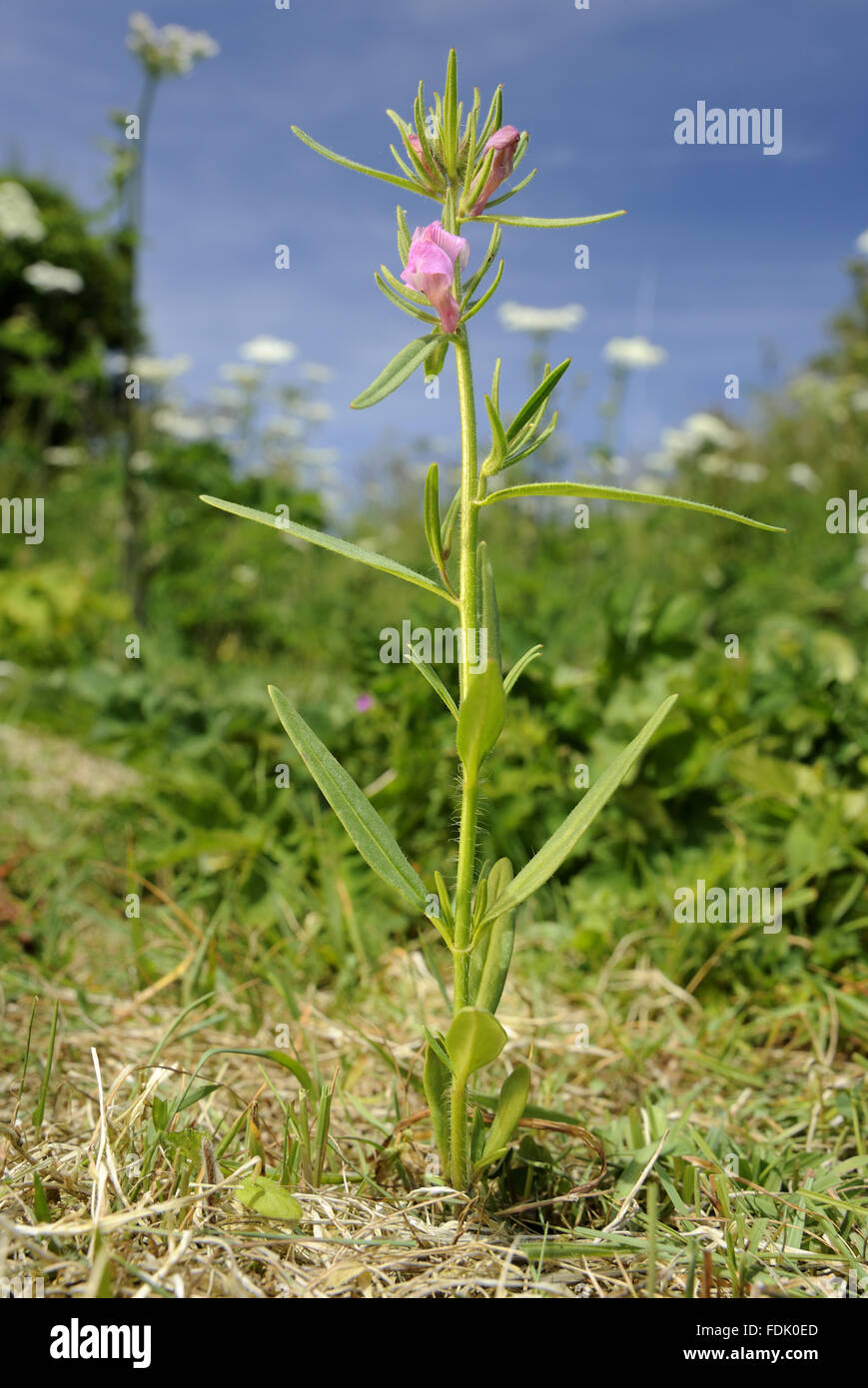 Lesser Snapdragon is an arable plant/weed, native of disturbed ground and farmland. The small pink flower resembles a miniature snapdragon and are followed by a hairy green fruit which is said to resemble a weasel's snout. Also known as 'weasel's snout' o Stock Photo