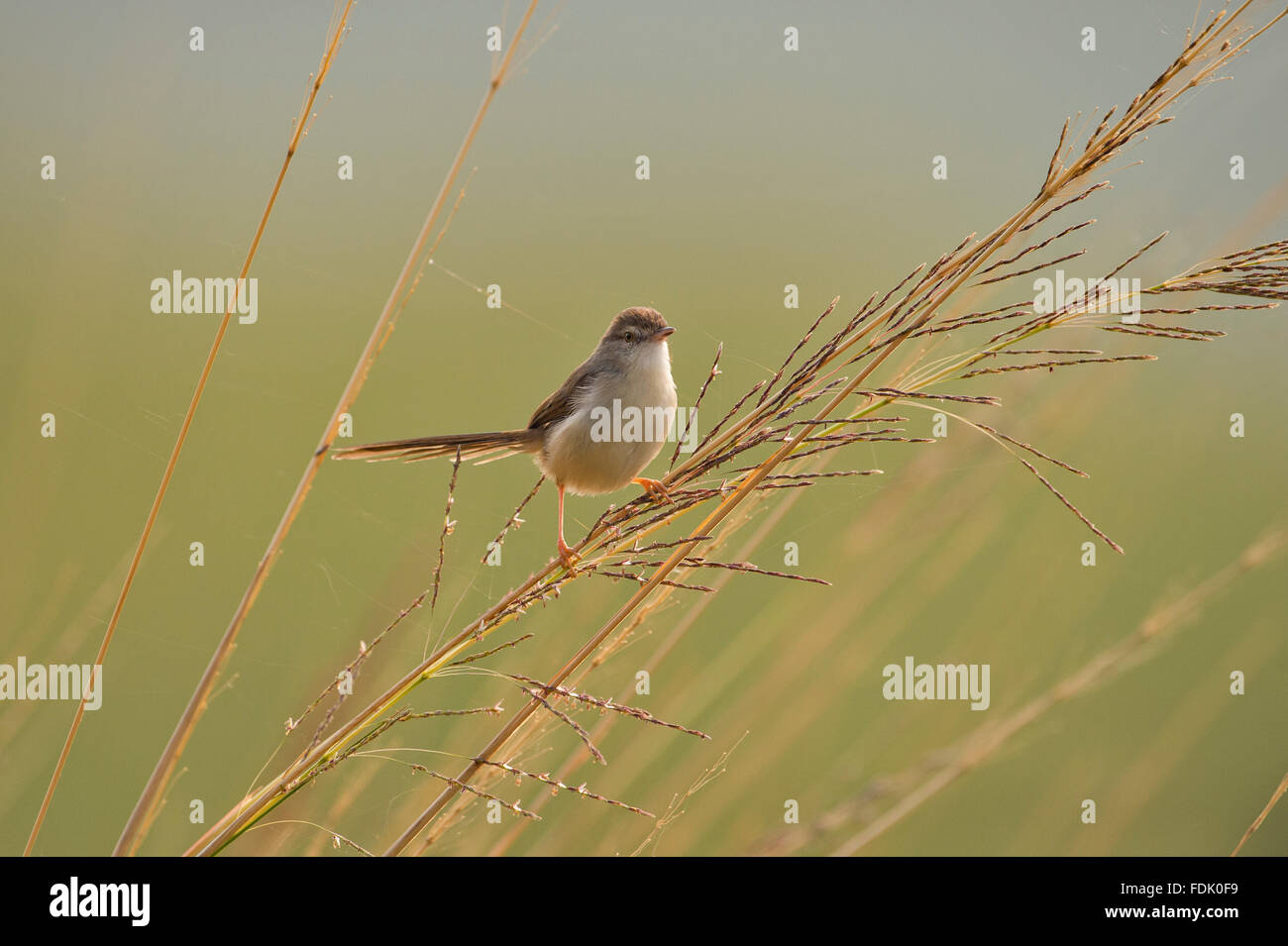 White-browed wren-warbler or Plain Prinia (Prinia inornata) roosting on a blade of tall grass in Ranthambhore national park of I Stock Photo