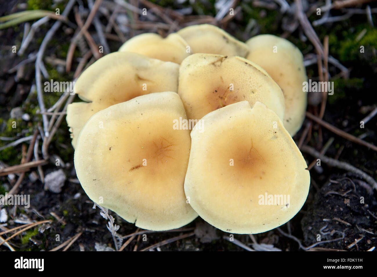 Pine Mesophaeum (Dark-Centred Hebeloma) at Black Down, South Downs, West Sussex in October. Stock Photo
