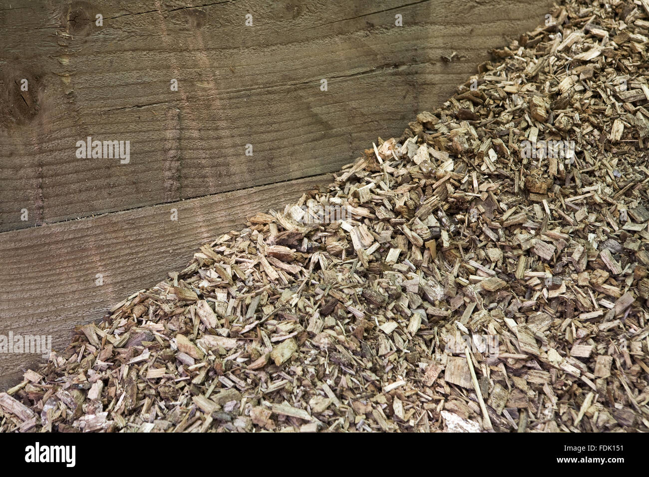 Woodchips in storage for use in the biomass woodfuel boiler at Sheringham Park, Norfolk. Stock Photo