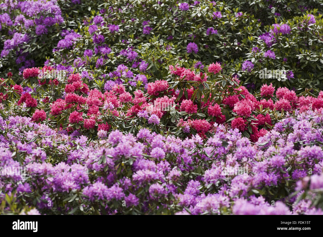 Rhododendrons in the Wild Garden in June, at Sheringham Park, Norfolk. Stock Photo