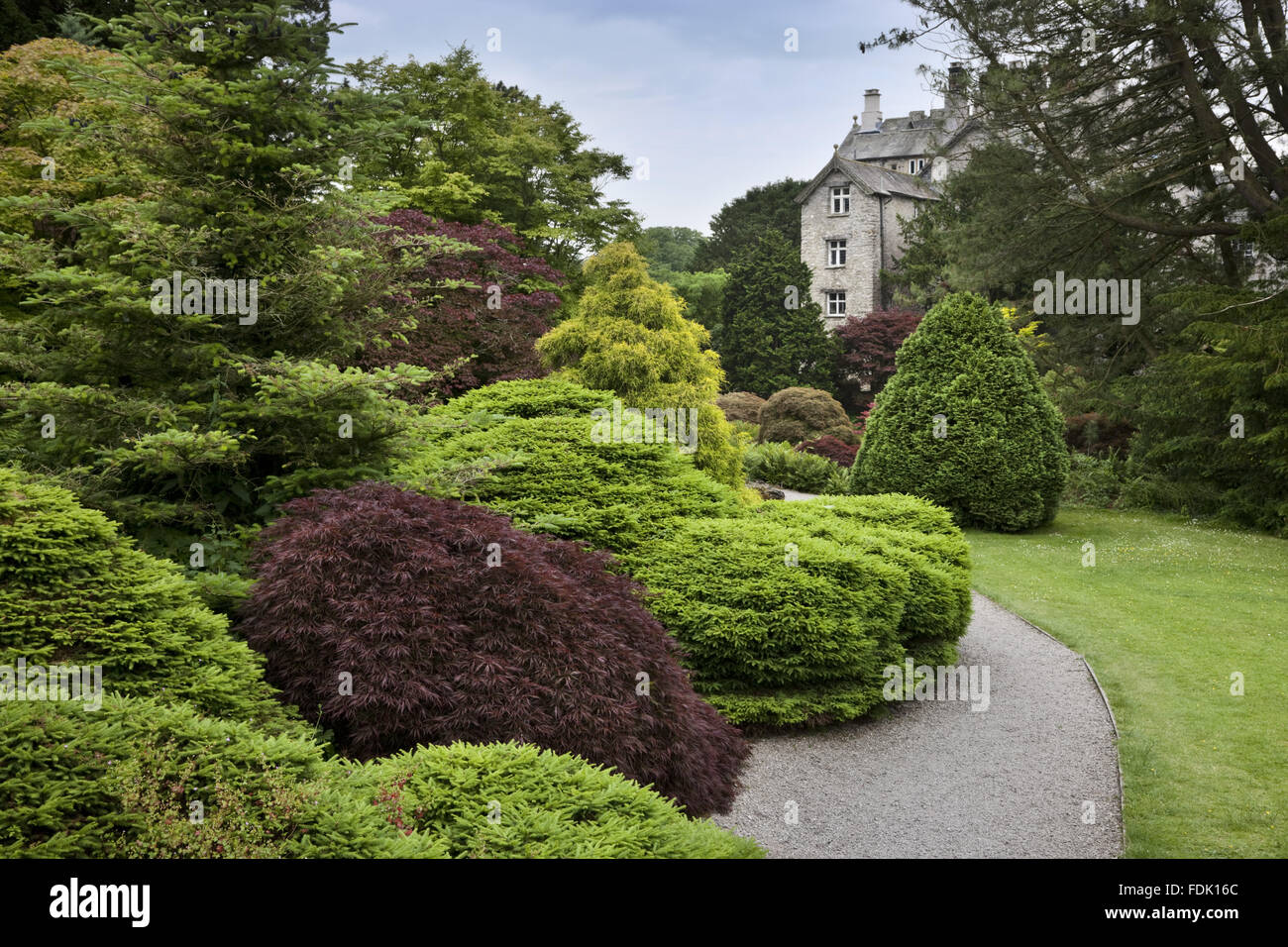 The Rock Garden in June at Sizergh Castle, near Kendal, Cumbria. The Rock garden covers almost an acre and is closely planted with dwarf conifers, Japanese maples and hardy ferns. Stock Photo