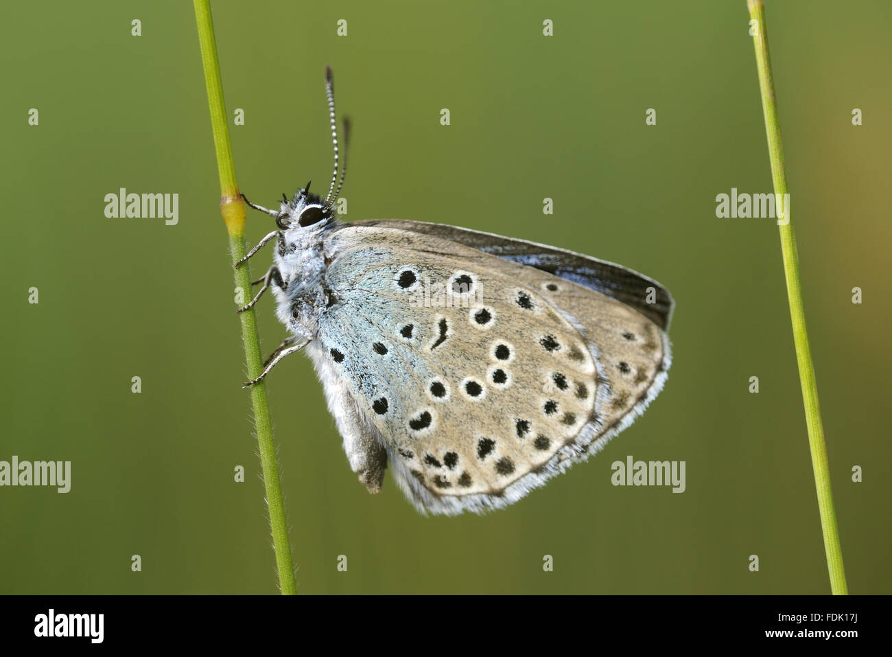 Large Blue Butterfly {Maculinea arion}. Species formerly extinct in the UK, but successfully re-introduced, at Collard Hill, Somerset. Stock Photo
