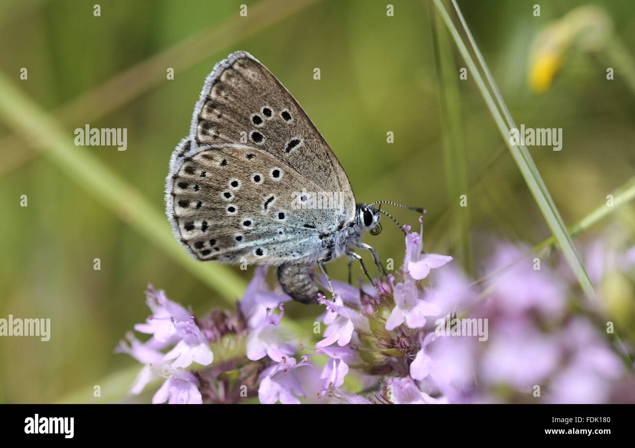 Female Large Blue Butterfly {Maculinea arion} laying her egg on host plant Thyme {Thymus drucei}. Species formerly extinct in the UK, but successfully re-introduced, at Collard Hill, Somerset. Stock Photo